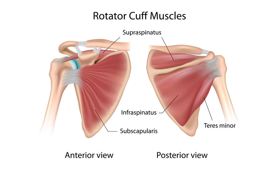 Rotator cuff tendinopathy