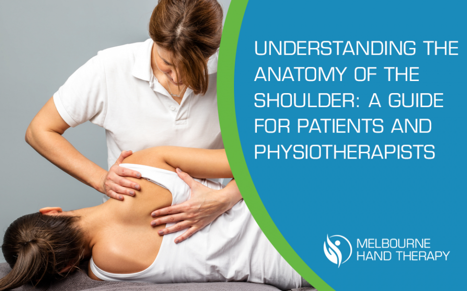 Anatomy Of Shoulder For Physiotherapists