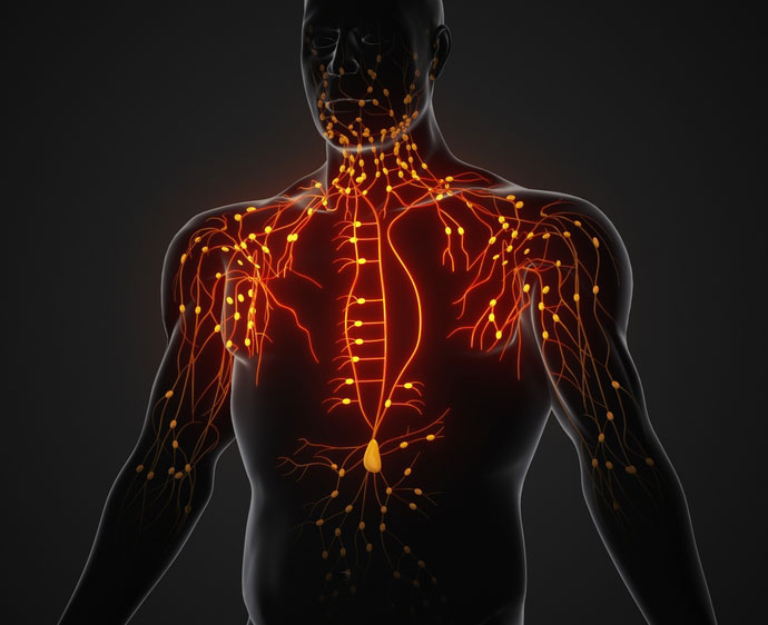 Understanding the Lymphatic System
