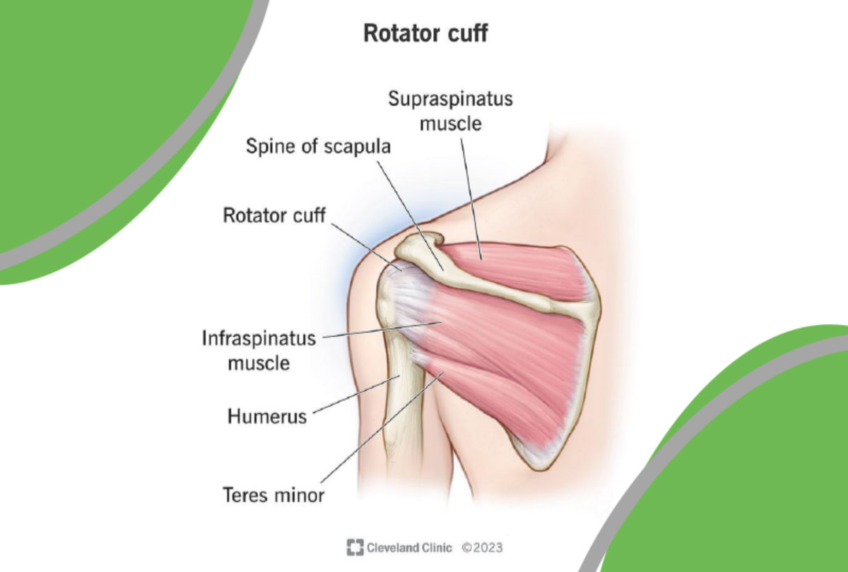 Rotator cuff