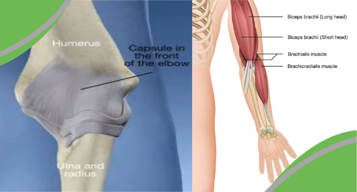 Elbows